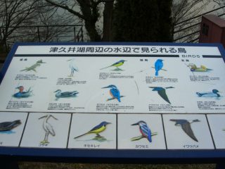 津久井湖周辺の水辺で見られる鳥