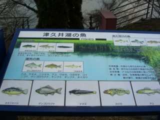 津久井湖の魚