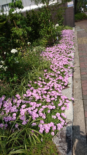 亀岡市役所前の歩道にて可憐に美しく咲く花