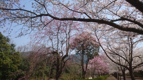 亀岡市さくら公園・七谷川沿いにホボ満開の桜を見物