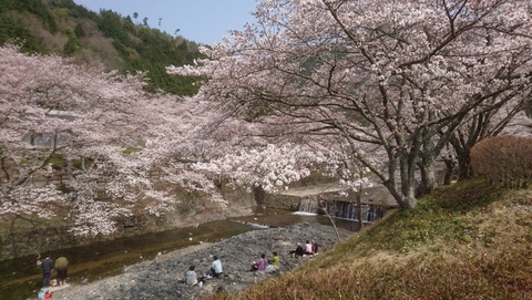 亀岡市さくら公園・七谷川沿いにホボ満開の桜を見物