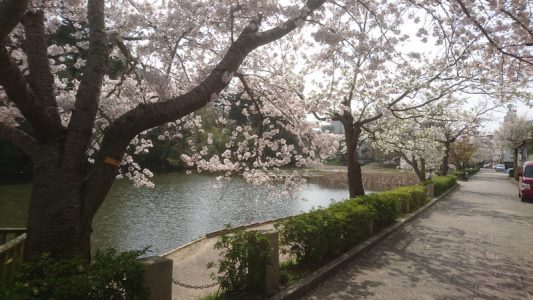 南郷公園(亀岡市)の桜・・・満開