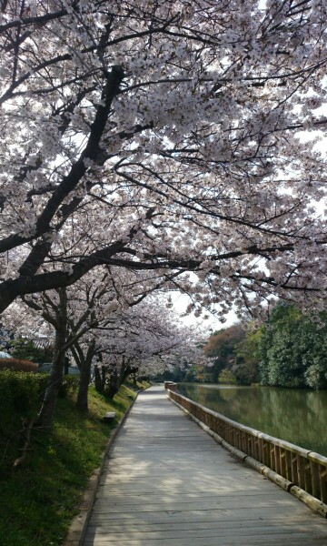 今朝、南郷公園(京都府亀岡市)にて。 桜は昨日の荒天にも負けず