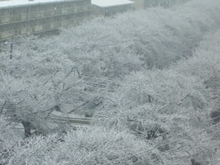 桜が超満開？冬なのに・・そうか雪が満開なんだ