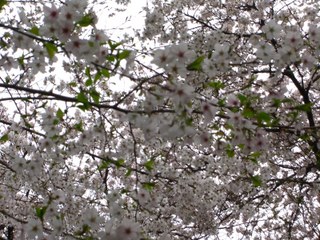 地球は空一面が桜の花で覆われた物体と錯覚