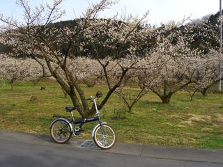 観光用の梅林園に隣接する梅林農園を折り畳み式自転車で