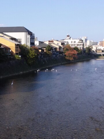 京都の鴨川も澄んできて十羽以上の白が・・